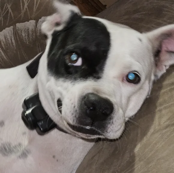 FRIDAY's THEME LIVE SHOWS NOTIFICATION |  jems_menagierie - Picture 9 of 15